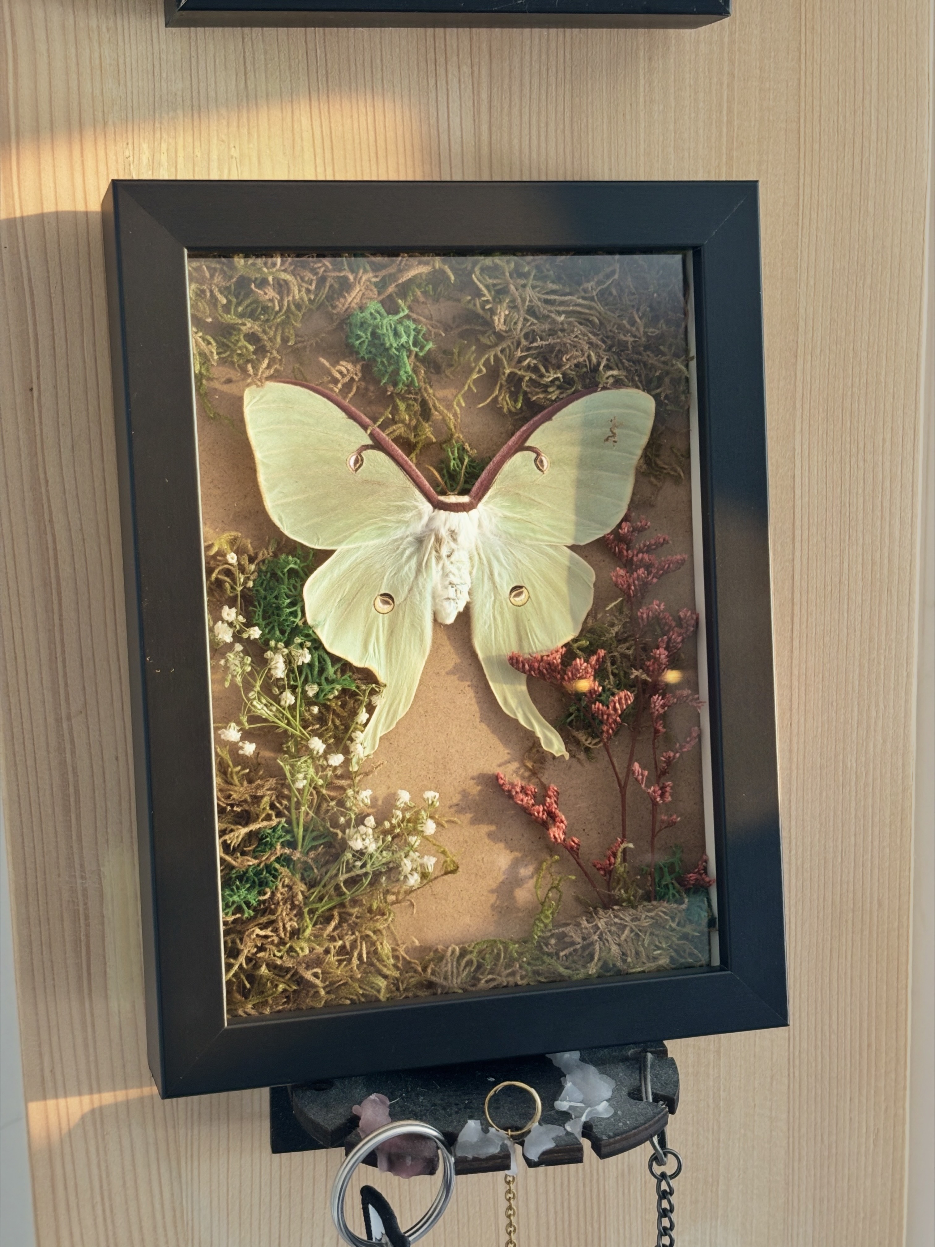 Cadre entomologique Actias luna [SMALL FRAME] — photographie de la création