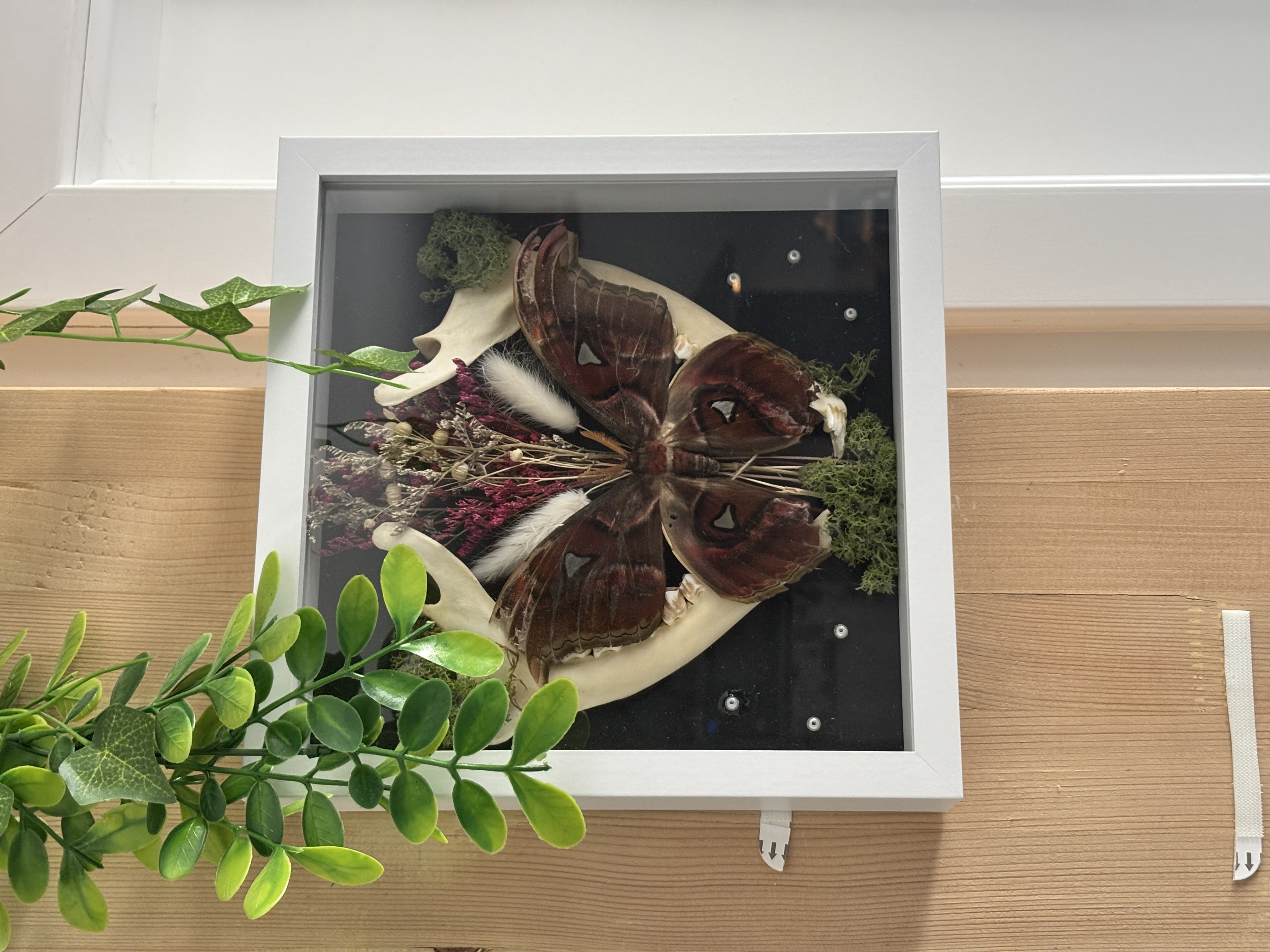 Cadre entomologique Attacus Lorquinii [BIG FRAME] — photographie de la création